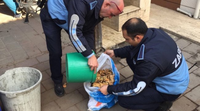 Zabıtadan Zehirli Mantar Uyarısı