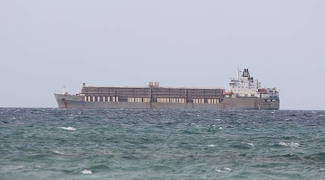 Binlerce Hayvan Çanakkale Boğazında Mahsur kaldı