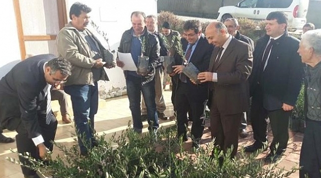 Yangında zarar gören üreticilere zeytin fidanı dağıtıldı