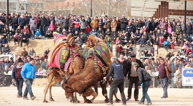 Seyircilerin arasına dalan deve 1 kişiyi yaraladı