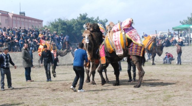 Bayramiç'te Deve Güreşleri Gerçekleşti