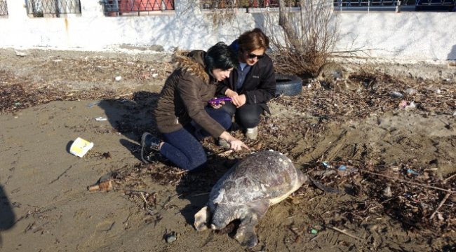 Çanakkale'de Ölü Caretta Caretta Sahile Vurdu