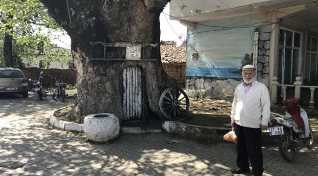 900 Yıllık Dev Çınar Koruma Altına Alınıyor
