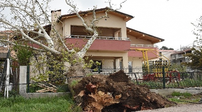 Asırlık ağaç evin çatısına devrildi