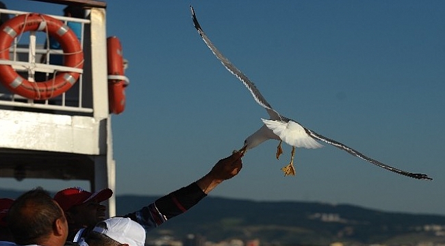 Çanakkale’nin insan dostu martıları