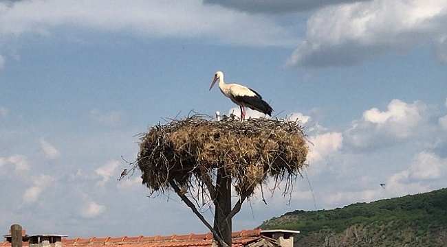 Yavru leylekler yumurtadan çıktı