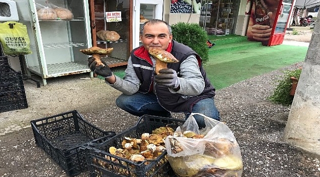 Ayı mantarı köylünün gelir kapısı oldu