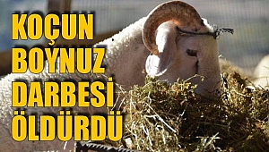 Çanakkale'de  Koç Sahibini Boynuz Darbeleriyle Öldürdü