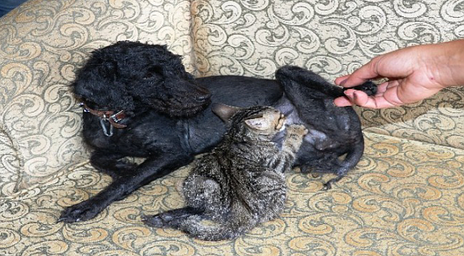 Köpek, yavru bir kediyi emzirip annelik yapıyor.
