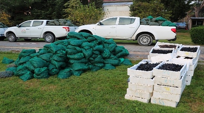 Çanakkale'de kaçak su ürünleri operasyonu