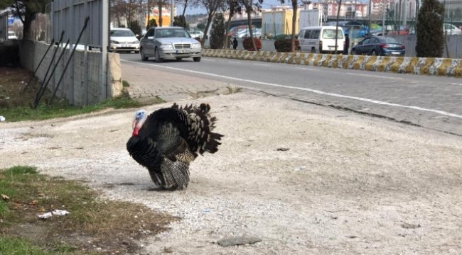 Bu da Kaçan Yıl Başı Hindisi