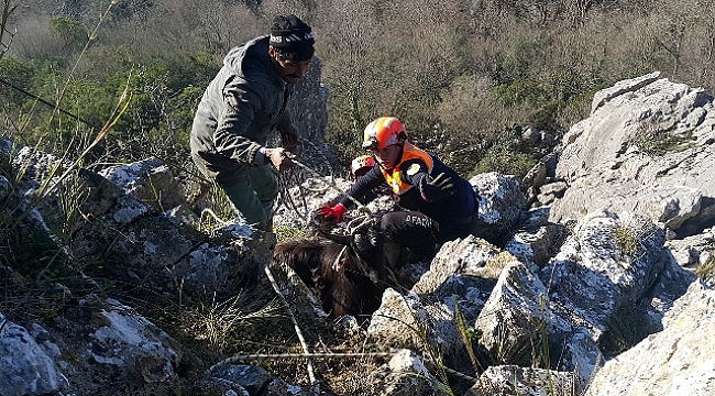 Mahsur Kalan Keçileri AFAD Kurtardı