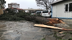 Şiddetli rüzgar ağaç devirdi