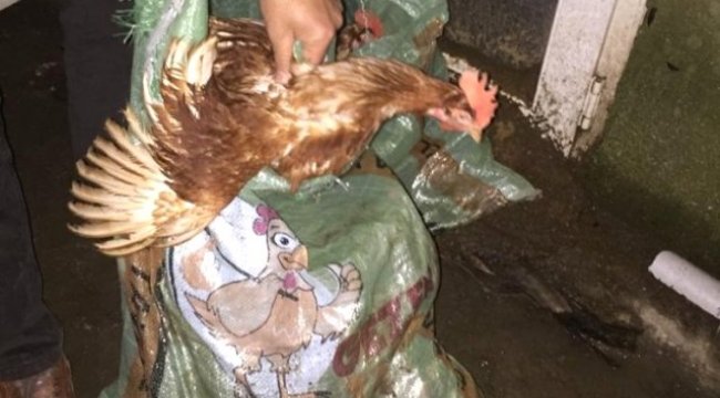 Çanakkale'de Tavuk Hırsızlığı