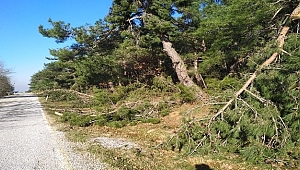 Kar yağışı ve rüzgarın etkisiyle onlarca çam ağacı devrildi