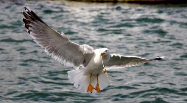 Ağzında İple Yaşayan Martının Fotoğrafını Çekti