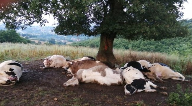 Çanakkale'de Ağaca yıldırım düştü, 10 inek telef oldu