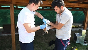 Kedi Köyünde Kediler Aşılandı