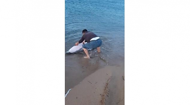 Çanakkale'de Sahile vuran yunus balığını kurtardı