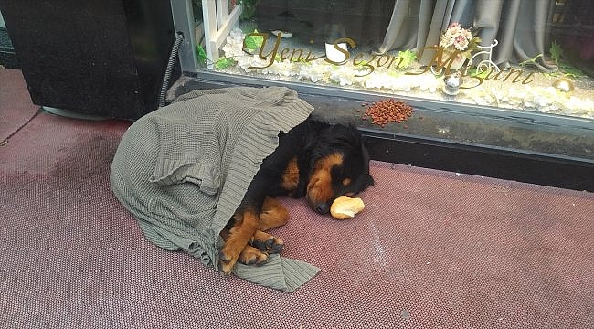 Kaldırımda yatan köpeği soğuktan korumak için üzerine hırka örttüler