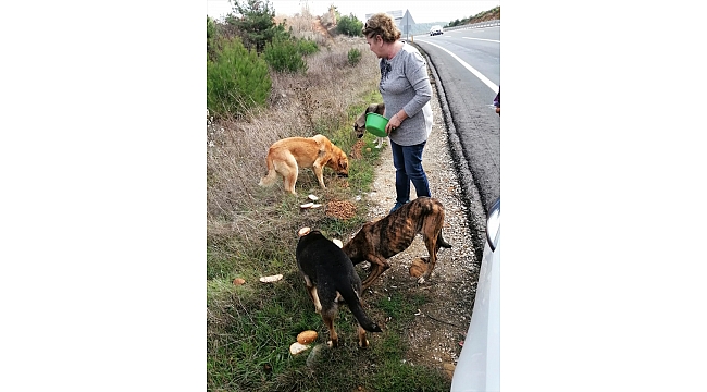 Soğuk havalarda yiyecek bulmakta güçlük çeken sokak köpeklerini besliyorlar