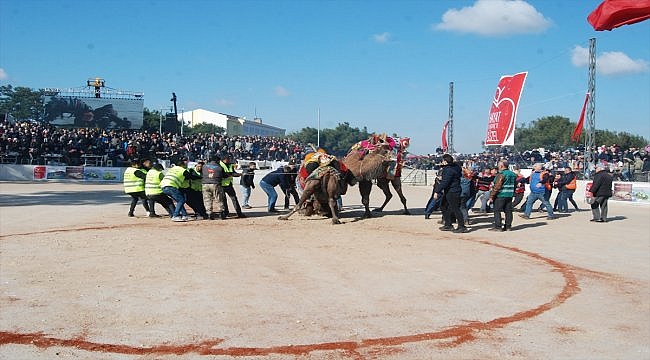 Çanakkale'de deve güreşleri renkli görüntülere sahne oldu