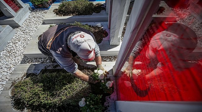 Çanakkale kahramanlarının mezarları 11 bin şakayıkla kırmızı beyaza büründü