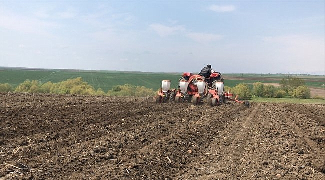 Ayçiçeği tohumları toprakla buluşuyor