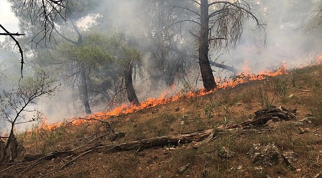 Çanakkale'de örtü yangını