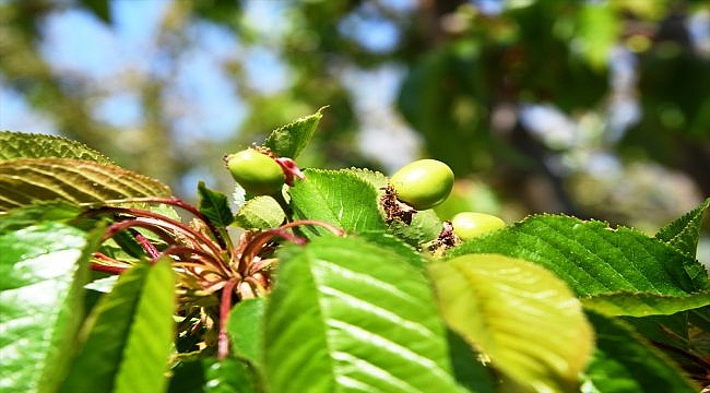 "Lapseki kirazı" üreticileri hasat için gün sayıyor
