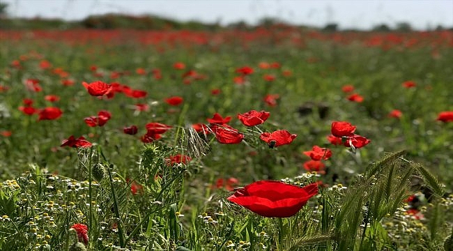 Baharın müjdecisi gelincikler fotoğraf tutkunlarının uğrak yeri oldu