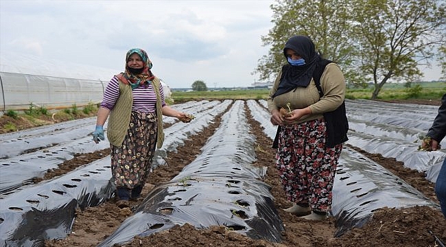 Bigalı kadın çiftçiler çilek üretimine başlıyor