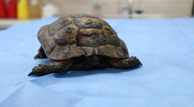 Bir aracın çarpması sonucu kabuğu kırılan kaplumbağa tedaviye alındı
