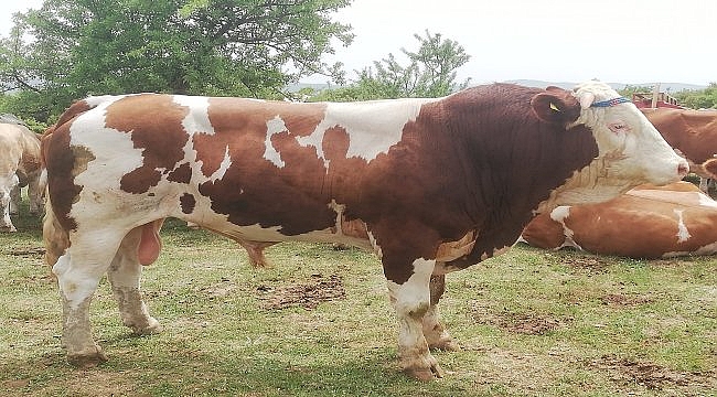 Edirne'de boğanın saldırısına uğradığı iddia edilen kişi öldü