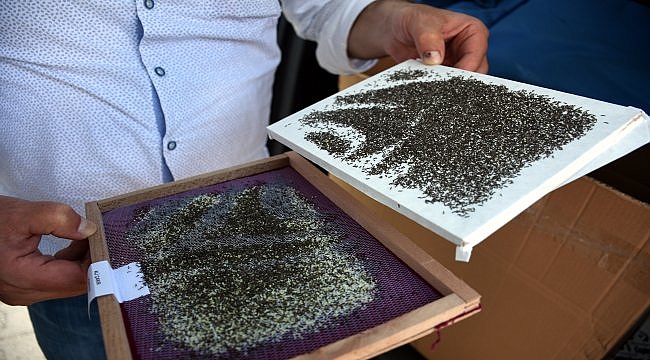 Kozadan ipeğe "mucizevi" dönüşüm
