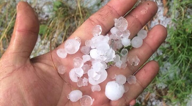 Bayramiç'te etkili olan dolu, ekili arazilere zarar verdi