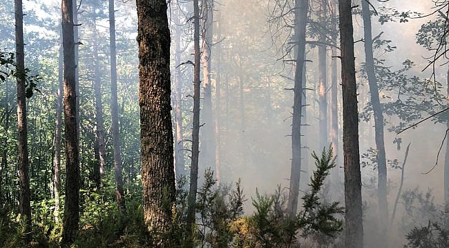 Çanakkale'de orman yangını