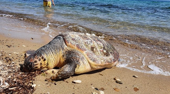 Edirne'de sahile ölü caretta caretta vurdu