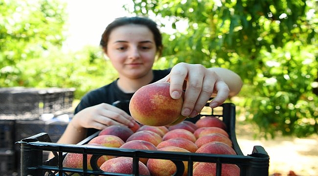 "Erkenci şeftali" üreticisinin yüzünü güldürdü