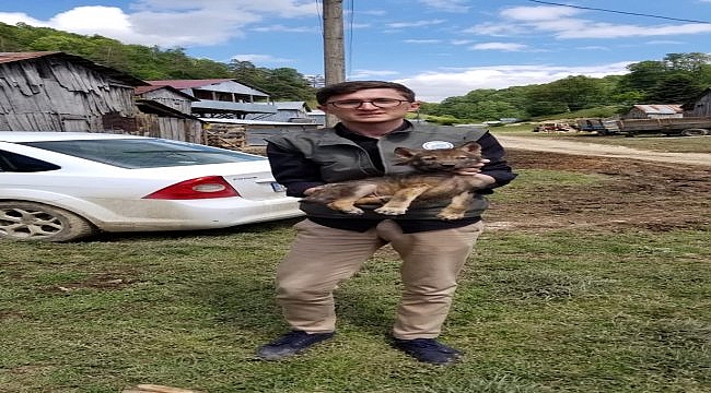 Yaralı yavru kurt Ormanya'da tedaviye alındı