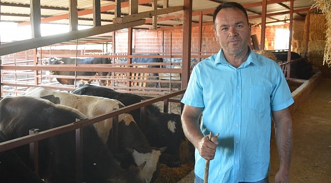 Ayvacık'ta 1,1 ton ağırlığındaki kurbanlık 28 bin liradan satışa çıkarıldı