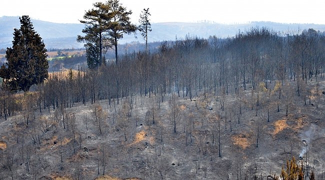 Çanakkale'deki orman yangınına tarım arazisinde yakılan ateşin neden olduğu iddiası araştırılıyor