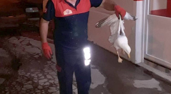 Gelibolu'da apartman boşluğuna düşen martıyı itfaiye kurtardı