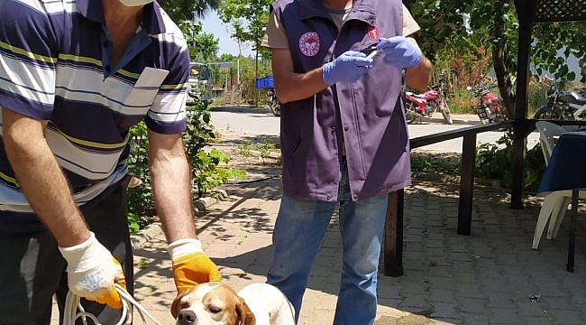 Gelibolu'da av köpekleri aşılandı