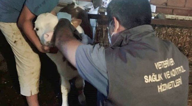 Gelibolu'da dişi buzağılara brusella aşısı yapılıyor