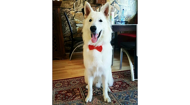 Almanya'da bıraktığı köpeği "Pascha"nın öldüğünü tatile geldiği memleketinde öğrendi