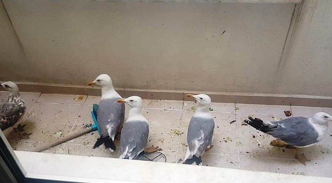 Çanakkale'de havalandırma boşluğuna düşen martıları itfaiye kurtardı