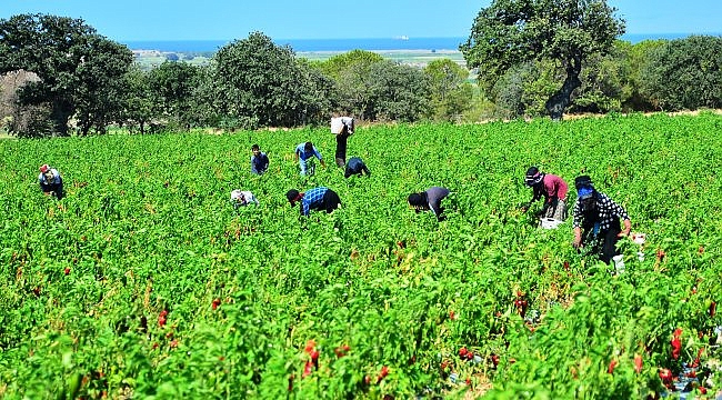 Çanakkale'de kapya biber hasadı sürüyor