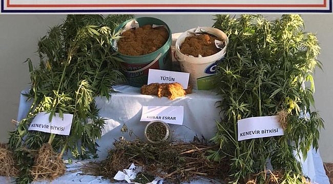 Tekirdağ'da tarlaya kenevir ektikleri iddia edilen 4 şüpheli tutuklandı