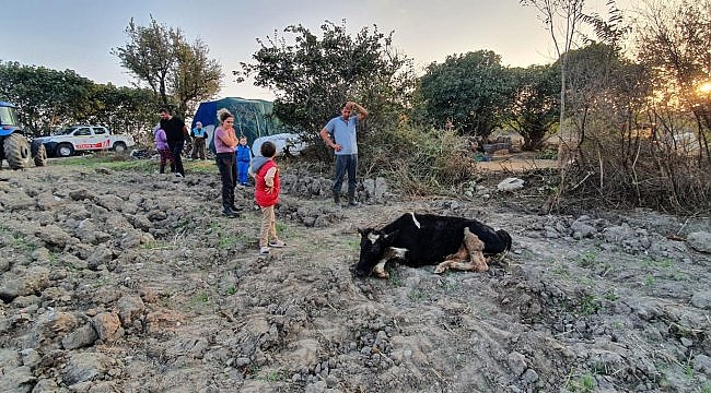 Balıkesir'de kuyuya düşen dana kurtarıldı